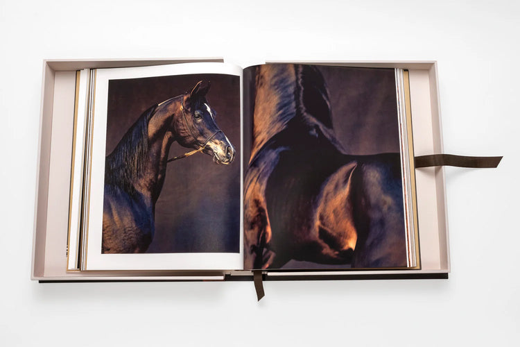 Horses from Saudi Arabia
