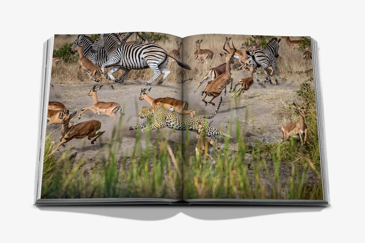 Londolozi: The Safari that Changed Everything