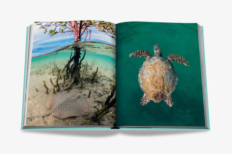 Saudi Arabia: Red Sea, the Saudi Coast